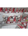 GNOMO Patterned 100% Flannel Bed Set Color: Red Double-Single-Half Square....MADE IN ITALY!!!!!