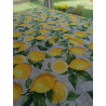 Tovaglia Rettangolare in Cotone Disegno LIMONI ..In Tutte Le Misure .... MADE IN ITALY!!!!!